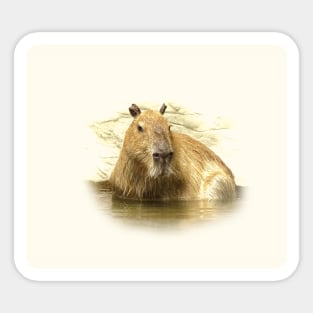 Capybara Sticker